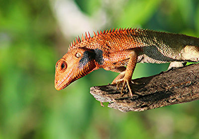 Close-up of a lizard