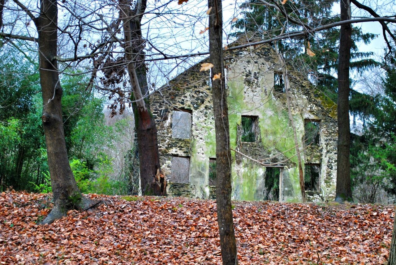 built structure, architecture, tree, building exterior, abandoned, house, autumn, damaged, old, deterioration, obsolete, weathered, leaf, ivy, day, run-down, growth, window, tree trunk, change