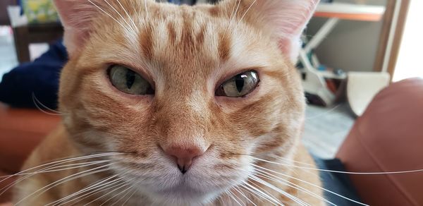 Close-up of cat looking at camera