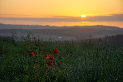 Red poppy flowers blooming on field during sunset