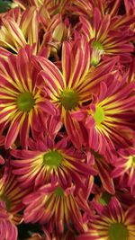 Close-up of pink flower