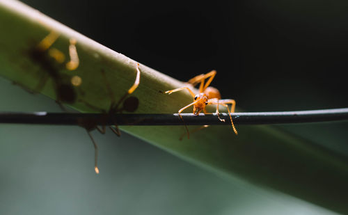 Close-up of insect on plant