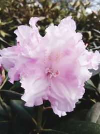 Close-up of pink flowering plant