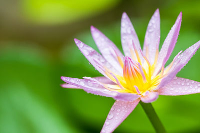 Close-up of wet flower