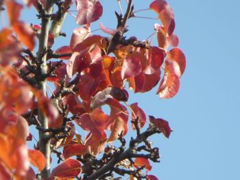 Low angle view of pink flowers against blue sky