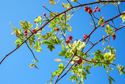 Low angle view of berries on tree against sky