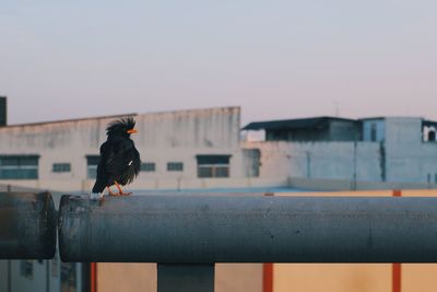 Bird perching on built structure against clear sky
