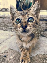 Close-up portrait of a cat
