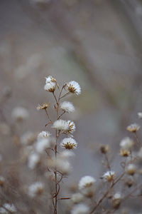 Close-up of white cherry blossom plant