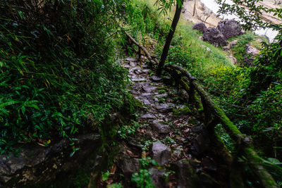 Trail amidst trees in forest