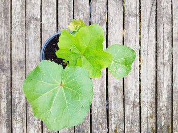 High angle view of green leaves on wooden fence