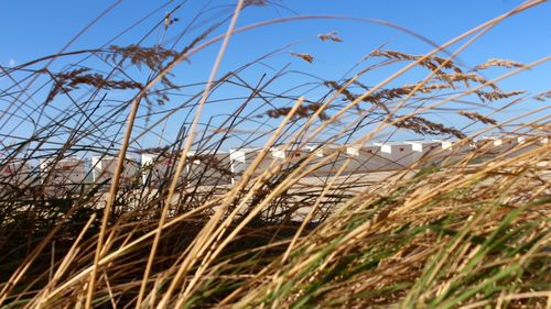 Close-up of plants on field against clear sky