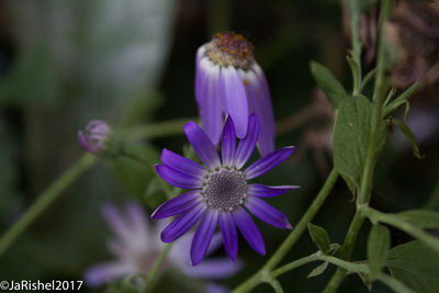 Close-up of purple flowers blooming outdoors