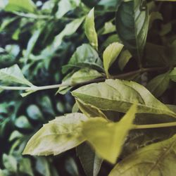 Close-up of leaves