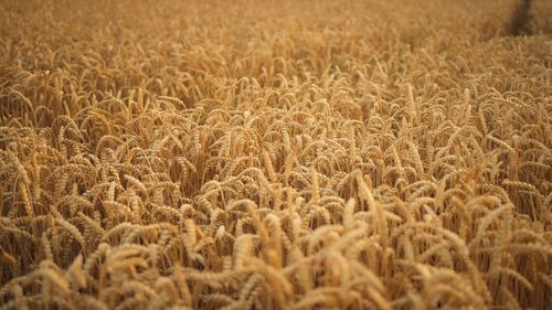 Full frame shot of wheat field