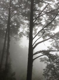 Low angle view of trees in forest against sky