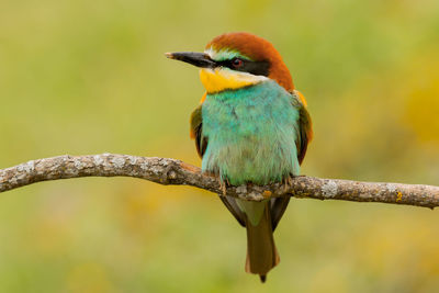 Close-up of bird perching on branch