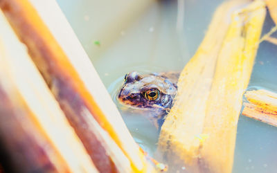 Toad in the pond.