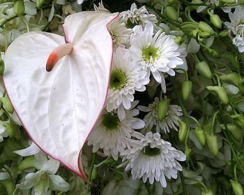 Close-up of white flowers blooming outdoors