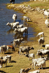 High angle view of sheep