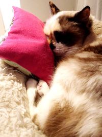 Close-up of cat sleeping on bed