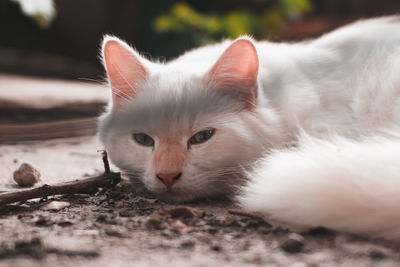 Close-up portrait of a cat