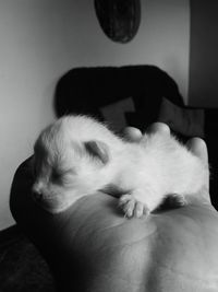 Close-up of cat sleeping at home