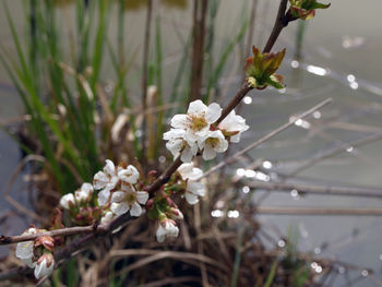 Close-up of fresh white flowers blooming in park