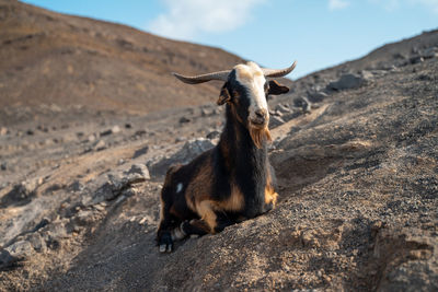 Full length of a horse on rock