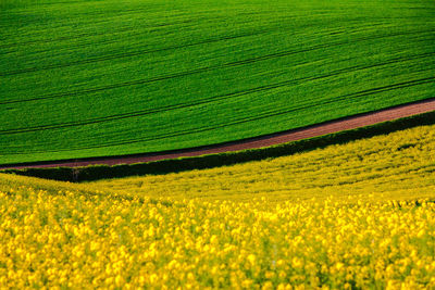 Scenic view of oilseed rape field