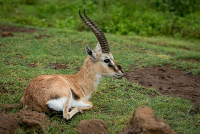 Gazelle lying on field