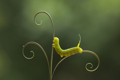 Close-up of a grasshopper