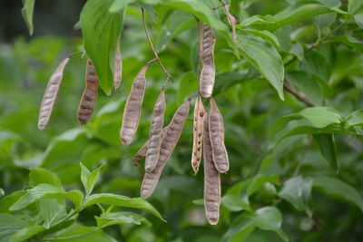 Dry pods on plant