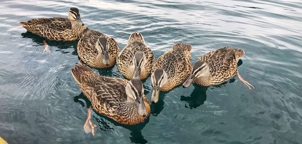 High angle view of mallard duck swimming in lake