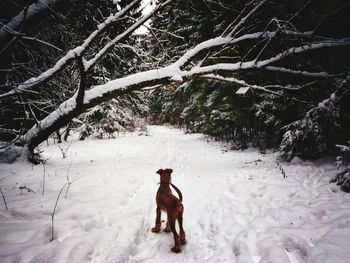 Full length of a dog on snow covered field