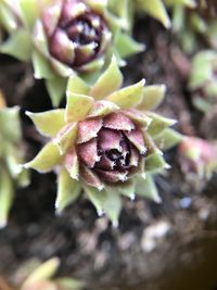 Close-up of succulent plant