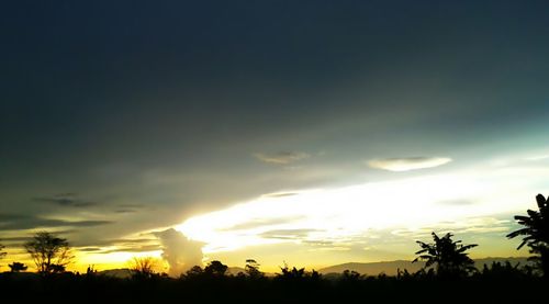 Silhouette of trees at sunset