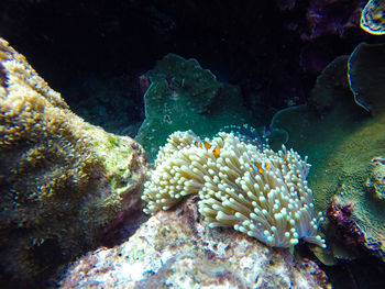 Close-up of coral in sea