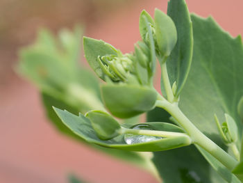 Close-up of succulent plant