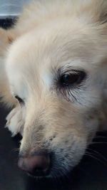 Close-up of dog