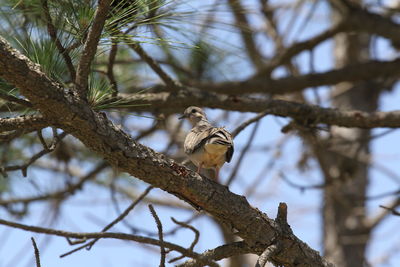 Low angle view of bird perching on branch