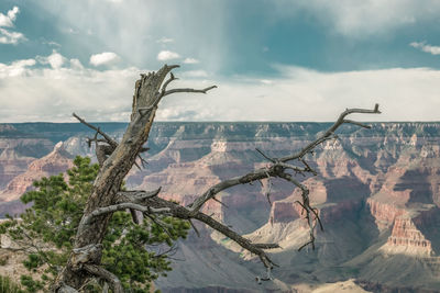 Scenic view of tree against sky and grand canyon