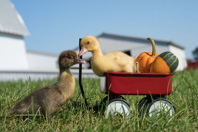 Close-up of ducklings with toys on grassy field