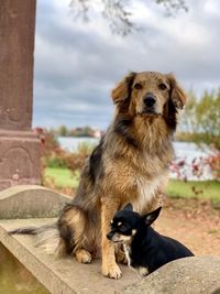 Portrait of dog sitting outdoors