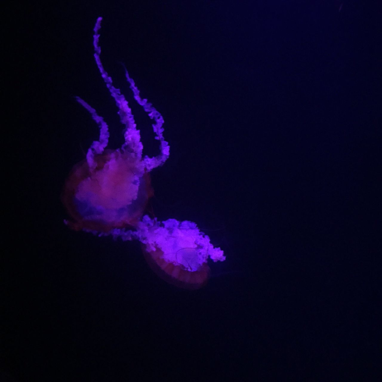 animal themes, underwater, sea life, swimming, blue, wildlife, animals in the wild, jellyfish, undersea, one animal, copy space, beauty in nature, night, water, studio shot, black background, fish, glowing, nature, no people