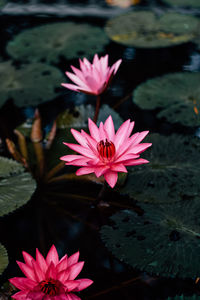 Pink lotus water lily in lake