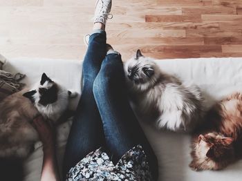 Low section of woman with cats at home