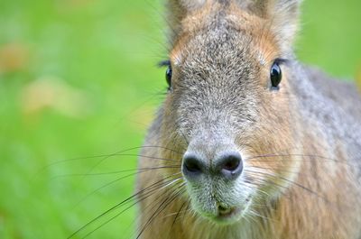 Close-up of rabbit