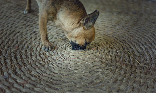 High angle view of a cat