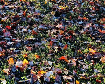 Close-up of maple leaves on field